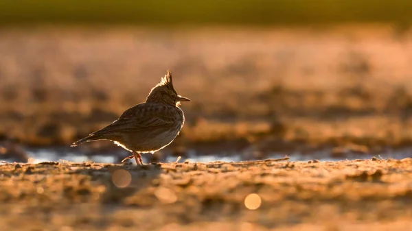 Nahaufnahme Von Kleinen Singvögeln Natürlichem Lebensraum Haubenlerche Galerida Cristata Tschechien — Stockfoto