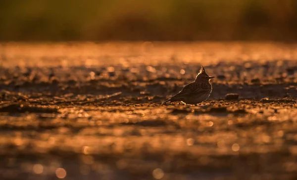 Крупный План Портрета Маленькой Певчей Птицы Естественной Среде Обитания Жаворонок — стоковое фото