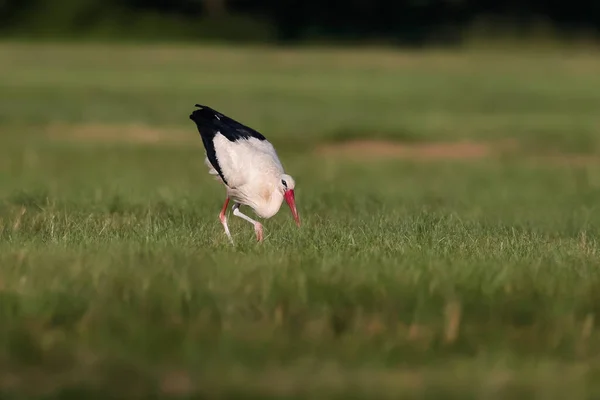 Close Photo White Stork Hunting Meadow White Stork Ciconia Ciconia — Stock Photo, Image