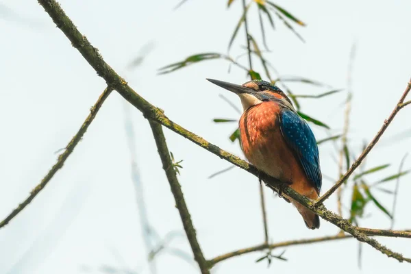 緑の茂みの背景に 小枝に潜んでいるカワセミのクローズアップ肖像画 空飛ぶ宝石 Common Kingfisher Alcedo Atthis — ストック写真