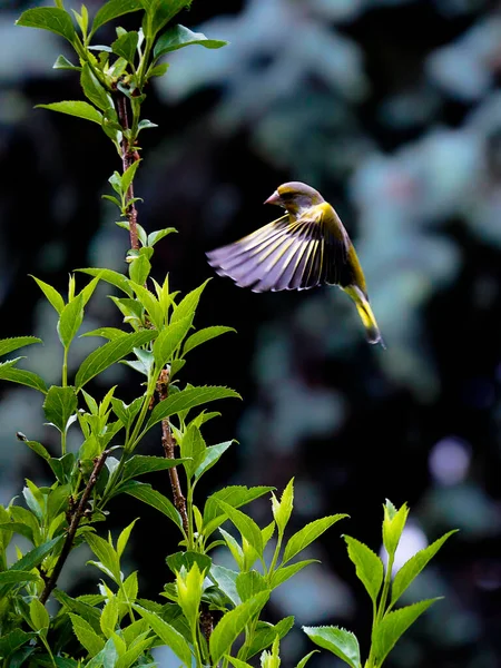 Foto Cerca Pájaro Amarillo Colorido Una Pose Muy Dinámica Sobre —  Fotos de Stock