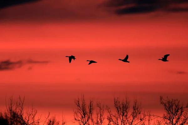 Silhouettes of several (five) flying geese above bare trees in a strongly colored red sky with dark clouds just before sunrise.