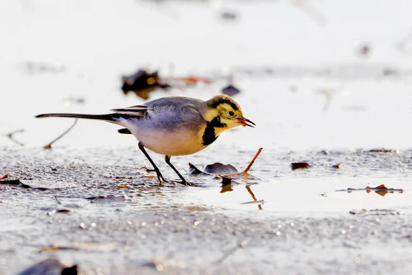 Gros Plan Petit Oiseau Lumineux Pose Dynamique Qui Attrapé Ver — Photo