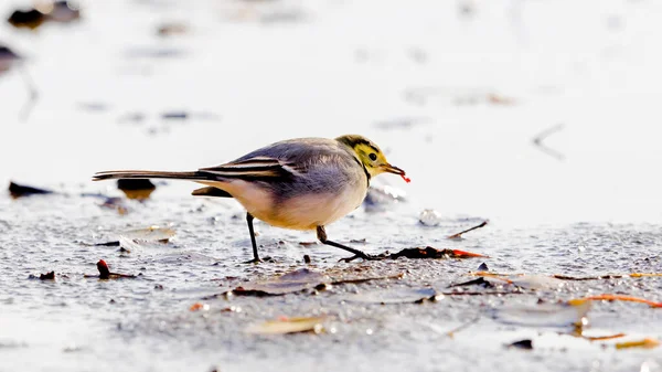 Primo Piano Piccolo Uccello Luminoso Posa Dinamica Che Catturato Verme — Foto Stock