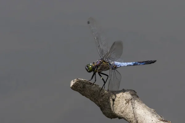 Nahaufnahme Der Landung Der Libelle Auf Einem Zweig Transparente Glänzende — Stockfoto