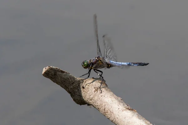 Κοντινή Φωτογραφία Της Dragonfly Προσγείωση Ένα Κλαδί Διαφανές Έλαμψε Φτερά — Φωτογραφία Αρχείου