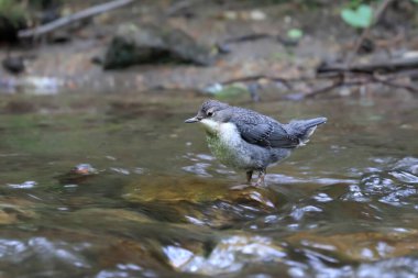 Genç Dipper 'ın yakın plan portresi, dağ deresinde avlanıyor. Beyaz boğazlı Dipper, Cinclus cinclus.