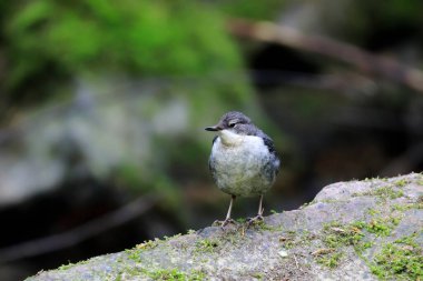 Genç Dipper 'ın yakın plan portresi, dağ deresinde avlanıyor. Beyaz boğazlı Dipper, Cinclus cinclus.