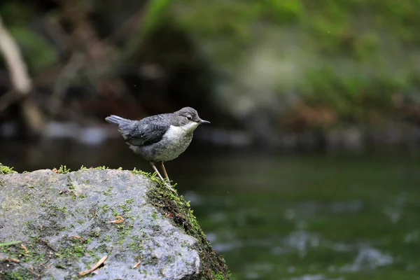 Retrato Perto Jovem Mergulhador Caçando Córrego Montanha Dipper Garganta Branca — Fotografia de Stock