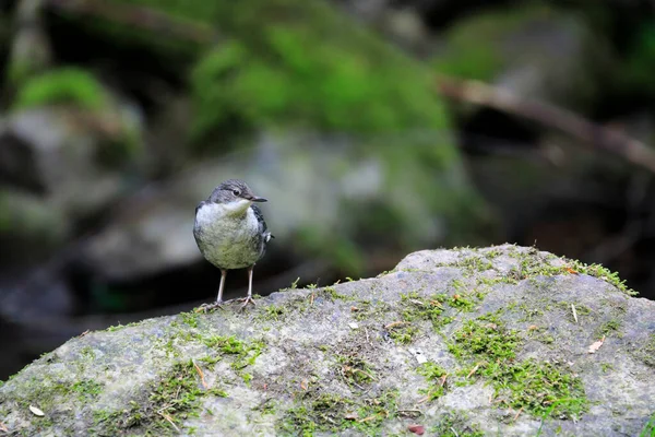 Retrato Cerca Joven Cazadora Cazando Arroyo Montaña Osa Garganta Blanca — Foto de Stock