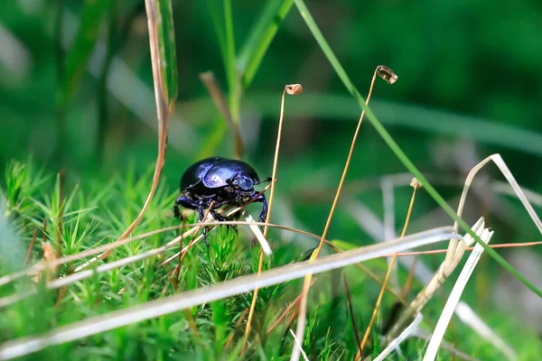 Közelkép Makró Fotó Kék Fekete Bogárról Anoplotrupes Természeti Környezetben — Stock Fotó