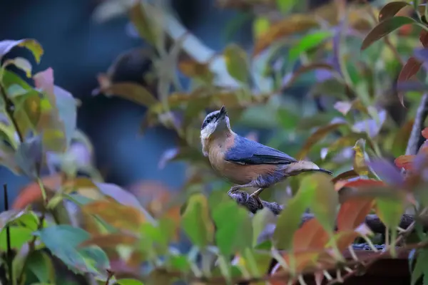 Крупный План Нутча Посреди Лиственного Цветного Куста Eurasian Nuthatch Лет — стоковое фото