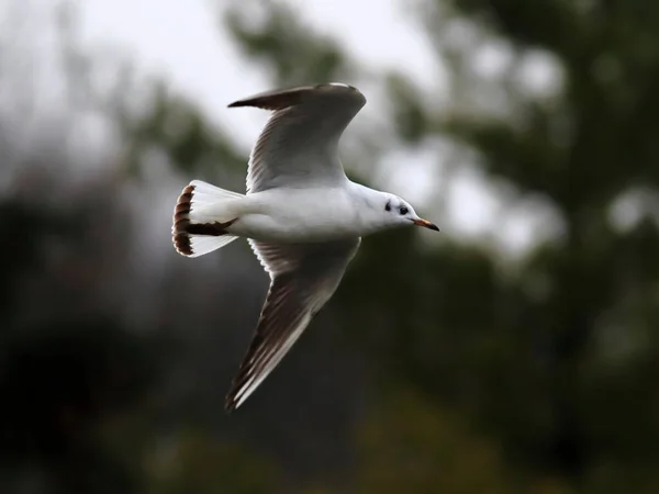 Photo Rapprochée Une Mouette Volante Oiseau Isolé Sur Fond Arbres — Photo