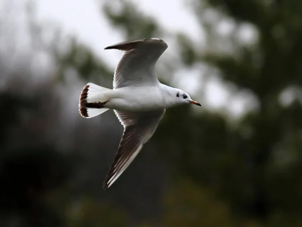 Närbild Flygande Fiskmås Isolerad Fågel Bakgrund Gröna Träd Kaspisk Trut — Stockfoto