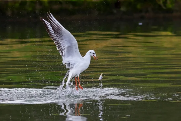 Photo Rapprochée Une Mouette Pêche Milieu Gouttes Eau Oiseau Isolé — Photo