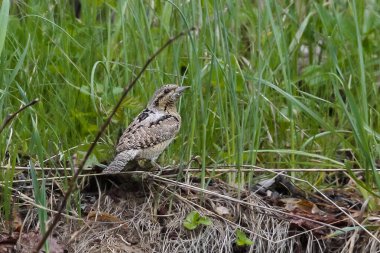 Yakın plan fotoğraf. Avrasyalı Köylü doğal ortamda mükemmel bir maskeleme sergiliyor. Jynx torquilla.