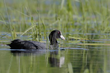 Siyah ördek gölün yüzeyinde çok zıt bir ışık altında yüzer. Gerçek vahşi yaşamın harika bir sahnesinin yakın plan fotoğrafı. Avrasya yaban ördeği, Fulica atra