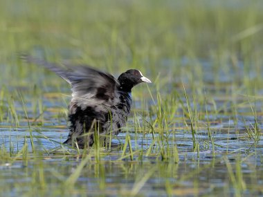 Siyah ördek, gölün yüzeyinden çok zıt bir ışıkla başlar. Gerçek vahşi hayatın dinamik aksiyon sahnesinin yakın çekimi. Avrasya yaban ördeği, Fulica atra