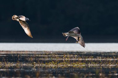 İki genç martının, arka planda yakalanan balıklar hakkında güreşirken çekilmiş yakın çekim fotoğrafı. Caspian Martı, Larus Kachinman