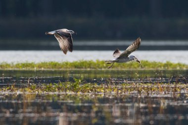 İki genç martının, arka planda yakalanan balıklar hakkında güreşirken çekilmiş yakın çekim fotoğrafı. Caspian Martı, Larus Kachinman