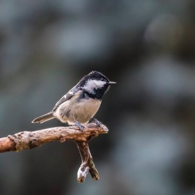 Close-up portrait of a little songbird on neutral background. Coat tit, Periparus ater. Czech Republic. 