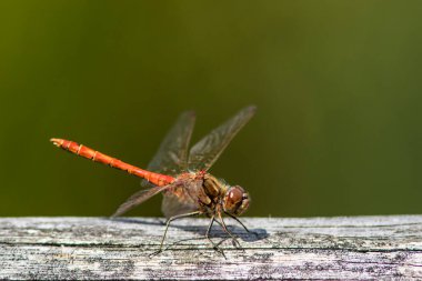 Tarafsız yeşil arka plana karşı harika kırmızı damarlı darter. Sempozyum fonksiyomu.