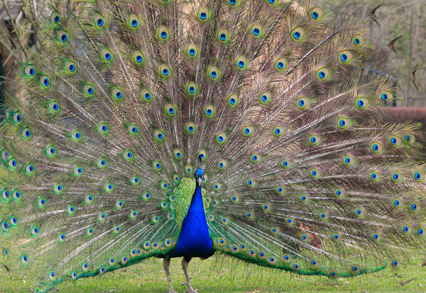 Peacock blue, peafowl, close-up portrait with wonderful crown. Pavo Cristatus.