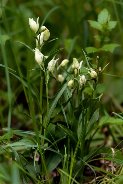 Närbild Foto Sällsynta Orkidé Den Naturliga Miljön Vitt Helleborin Cephalanthera — Stockfoto