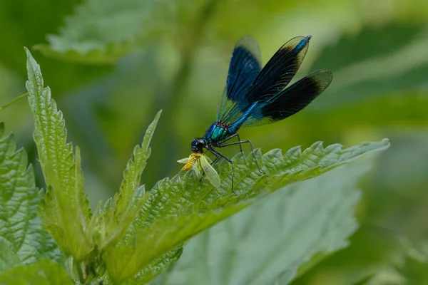 Close Photo Dark Blue Dragonfly Caught Yellow Fly Natural Environment — Stock Photo, Image