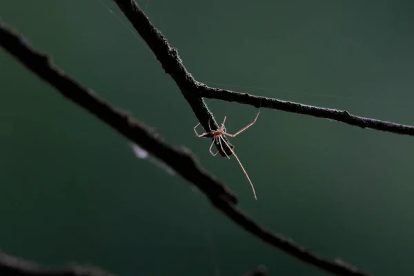 長い脚を持つバックライトの太陽に照らされた美しいクモは 小枝の間に網を織っています 非常に暗い背景 自然環境 — ストック写真