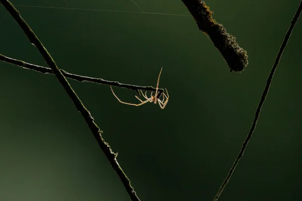 Güneş Tarafından Arka Planda Uzun Bacaklarıyla Aydınlatılan Güzel Örümcek Dalların — Stok fotoğraf