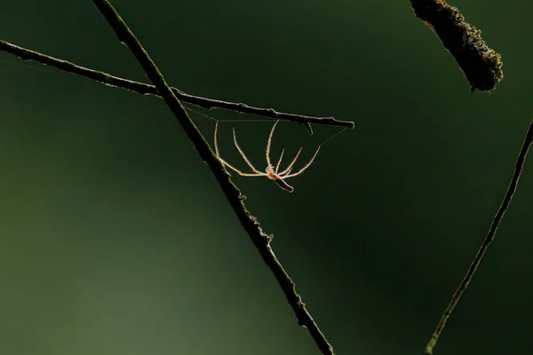 Gyönyörű Pók Amely Megvilágította Nap Háttérben Hosszú Lábak Szövi Hálót — Stock Fotó
