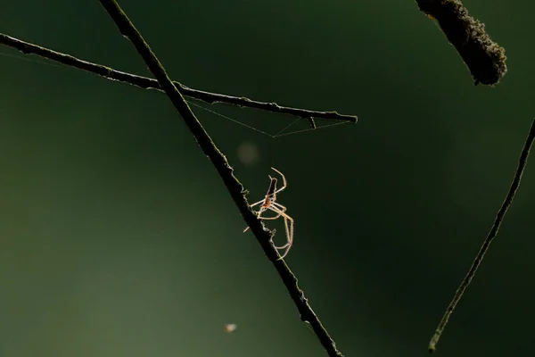 Güneş Tarafından Arka Planda Uzun Bacaklarıyla Aydınlatılan Güzel Örümcek Dalların — Stok fotoğraf