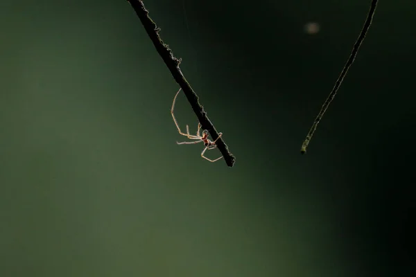 美丽的蜘蛛 用长腿在背光下被太阳照亮 在树枝间织网 背景很暗 自然环境 — 图库照片