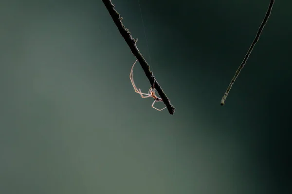 Gyönyörű Pók Amely Megvilágította Nap Háttérben Hosszú Lábak Szövi Hálót — Stock Fotó