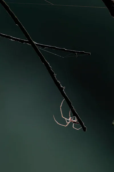 Bela Aranha Que Iluminada Pelo Sol Luz Fundo Com Pernas — Fotografia de Stock