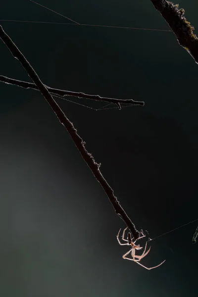 Prachtige Spin Die Verlicht Wordt Door Zon Achtergrondverlichting Met Lange — Stockfoto
