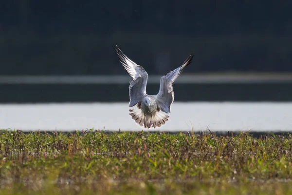 Foto Ação Close Gaivota Jovem Caspian Gull Larus Cachinmans — Fotografia de Stock