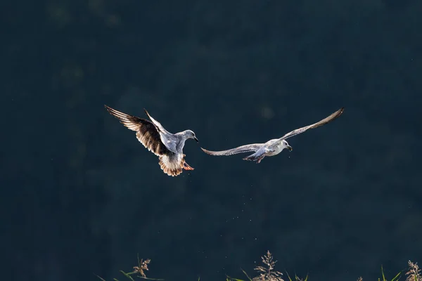 Close Action Photo Two Young Seagulls Wrestling Caught Fish Dark — Stock Photo, Image