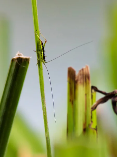 Close Foto Van Prachtige Jonge Kleine Groene Sprinkhaan Een Grasspriet — Stockfoto