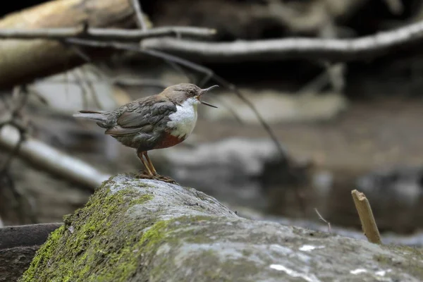 Fotografia Perto Mergulhador Caçar Riacho Montanha Dipper Garganta Branca Cinclus — Fotografia de Stock