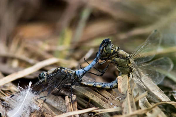 Closeup Photo Pair Blue Dragonflies Broad Bodied Chaser Known Also — Stock Photo, Image