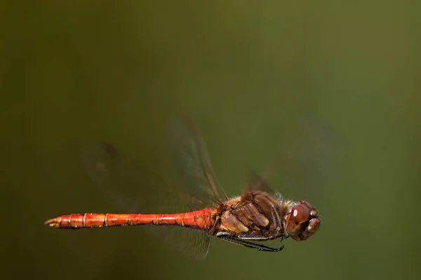 Wonderful Red Veined Darter Neutral Green Background Sympetrum Fonscolombii — Stock Photo, Image