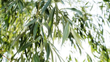 Güneş ışınlarının gölgeleri bir ağacın yaprakları arasında parlar, yaz günü, sabah, akşam, makro fotoğrafçılık, bulanık arka plan, tek bir nesneye odaklan