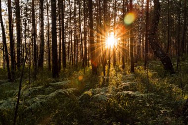 Güneş gün batımında ağaçların arasından parlıyor. Ormanda güneşten parlıyor. Akşam fotoğrafı karanlık bir anahtarla çekiliyor.