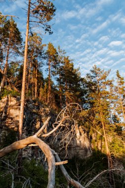 Gün batımında güneş, dağdaki tayga ormanını aydınlatır. Akşam ışığı.