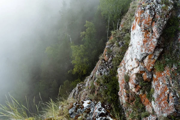 View Cliff Fog Early Summer Morning Pine Forest Mountain — Stock Photo, Image