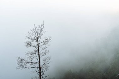 Sis, bulutlu hava ve minimalizmin arka planında, dağlarda tek başına duran bir ağaç.