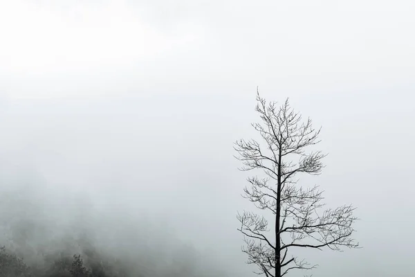 Arbre Debout Seul Dans Les Montagnes Sur Fond Brouillard Temps — Photo