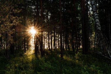 Güneş gün batımında ağaçların arasından parlıyor. Ormanda güneşten parlıyor. Akşam fotoğrafı karanlık bir anahtarla çekiliyor.